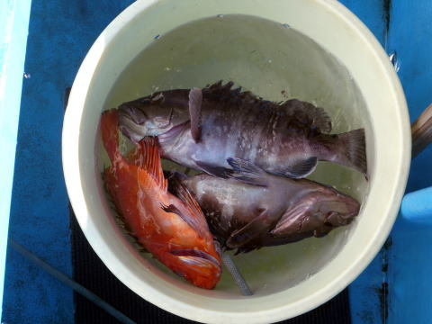 マハタ・キントキ(チカメキントキ)