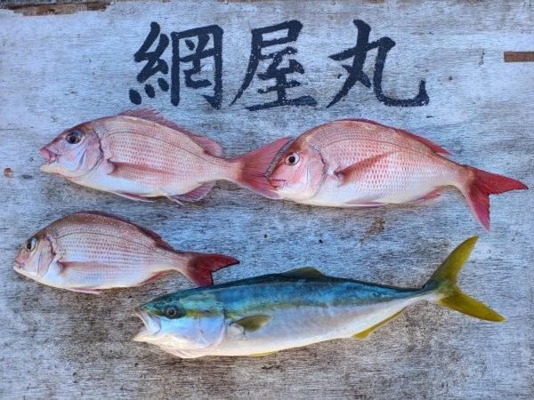 マダイ・イナダ(ブリ)