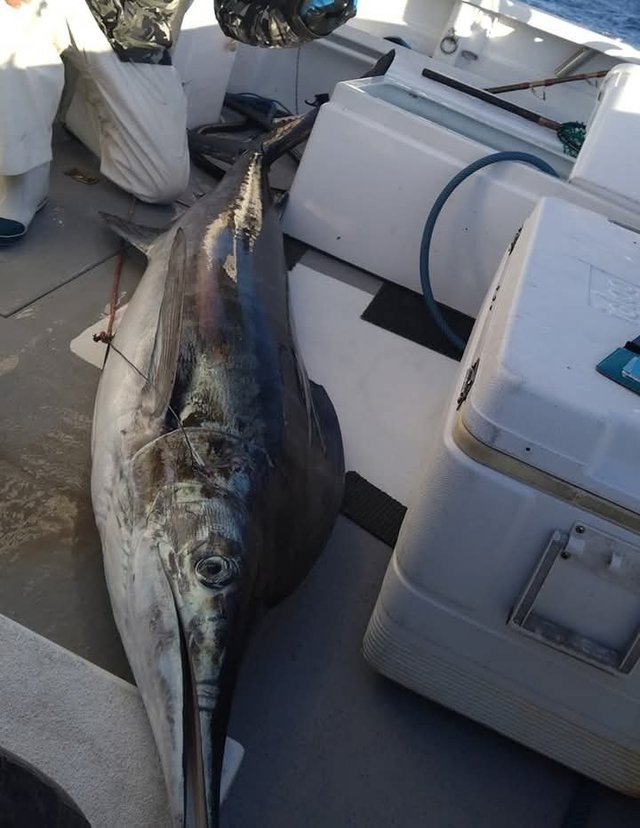 キハダマグロ(キハダ)