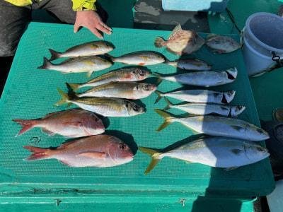 マダイ・マアジ・ハマチ(ブリ)・イサギ(イサキ)・サバ(ゴマサバ)