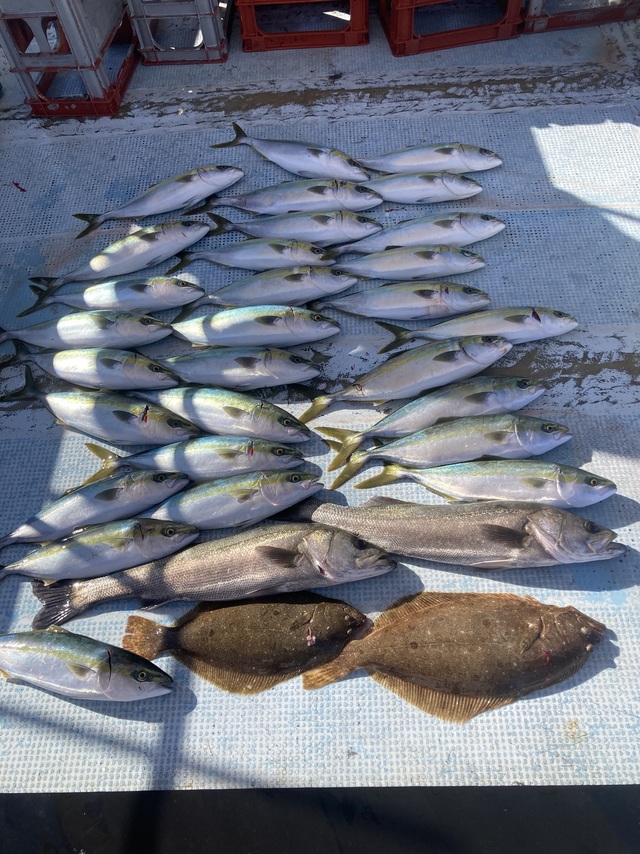 ハマチ(ブリ)・ヒラメ