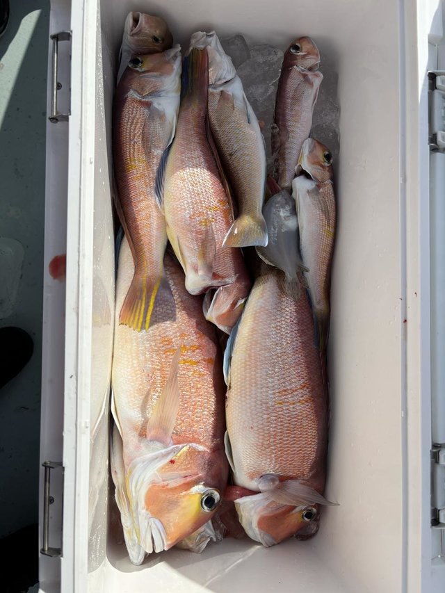 アマダイ(アカアマダイ)