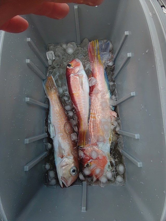 アマダイ(アカアマダイ)・シロアマダイ