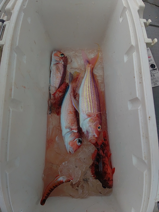 アマダイ(アカアマダイ)・イトヨリ(イトヨリダイ)