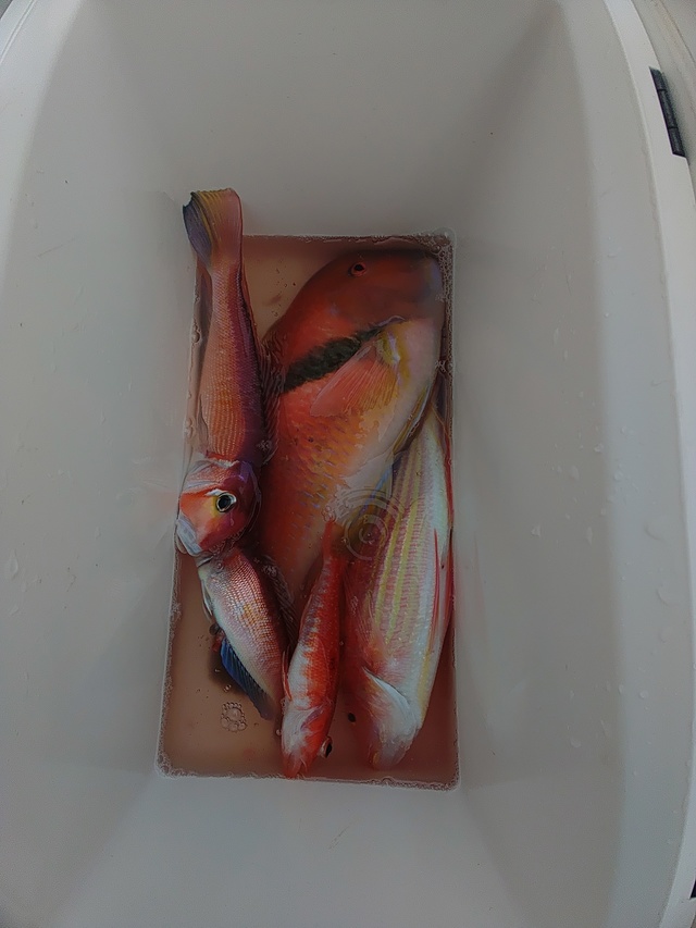 アマダイ(アカアマダイ)・イトヨリ(イトヨリダイ)・イラ