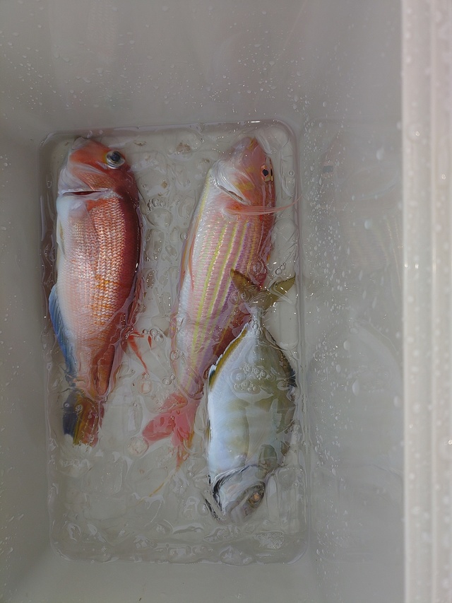 カイワリ・アマダイ(アカアマダイ)・イトヨリ(イトヨリダイ)