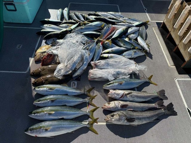 シーバス(スズキ)・イナダ(ブリ)・サワラ・ヒラメ