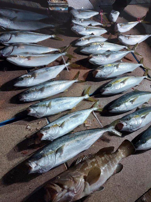 ヤズ(ブリ)・ヒラス(ヒラマサ)・アラ(クエ)