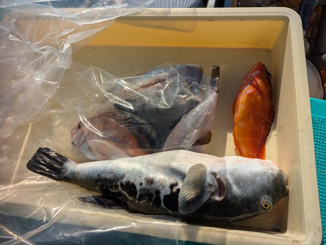 アカハタ・トラフグ