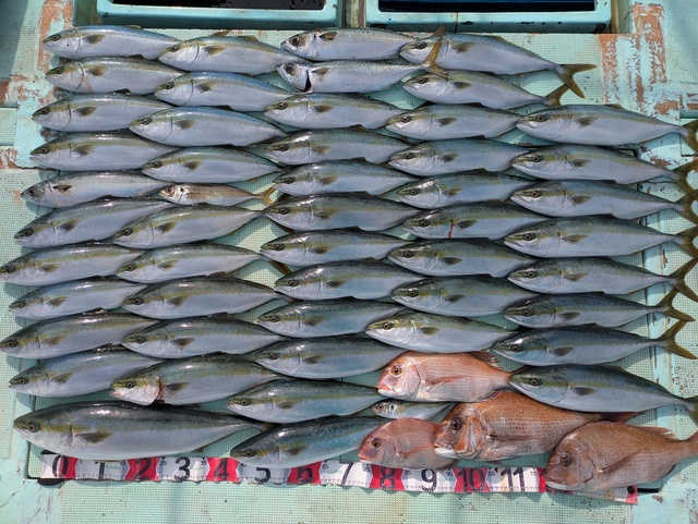 タイ(マダイ)・ツバス(ブリ)・メジロ(ブリ)・マサバ