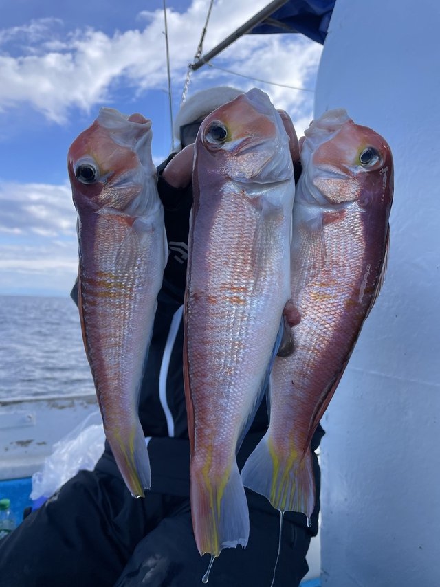 アマダイ(アカアマダイ)