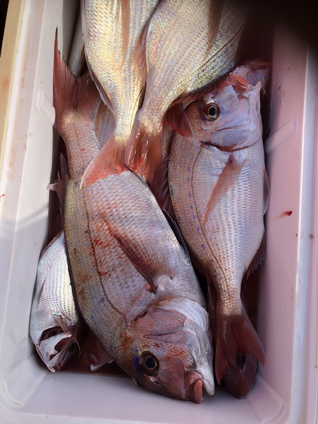 ハナダイ(チダイ)