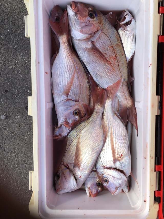 ハナダイ(チダイ)