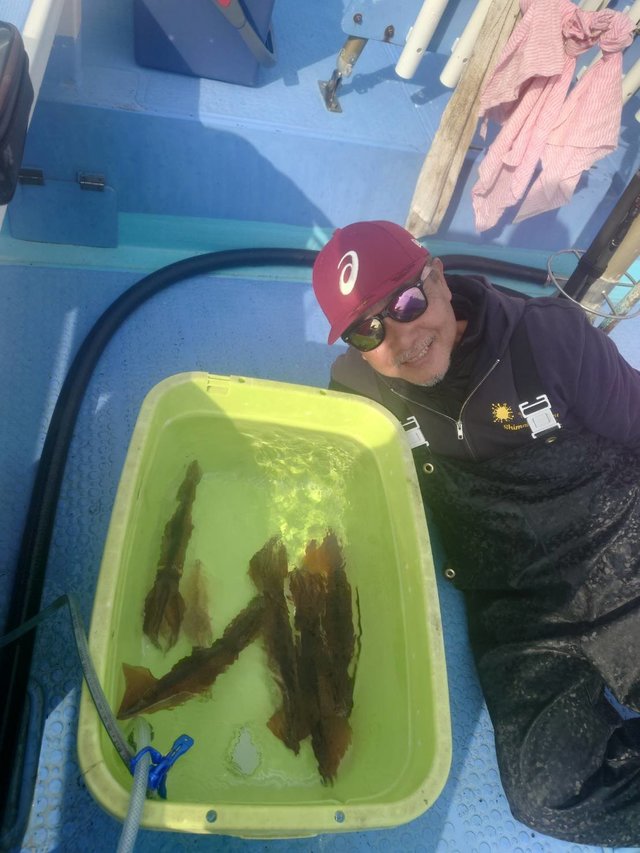 スルメ(スルメイカ)