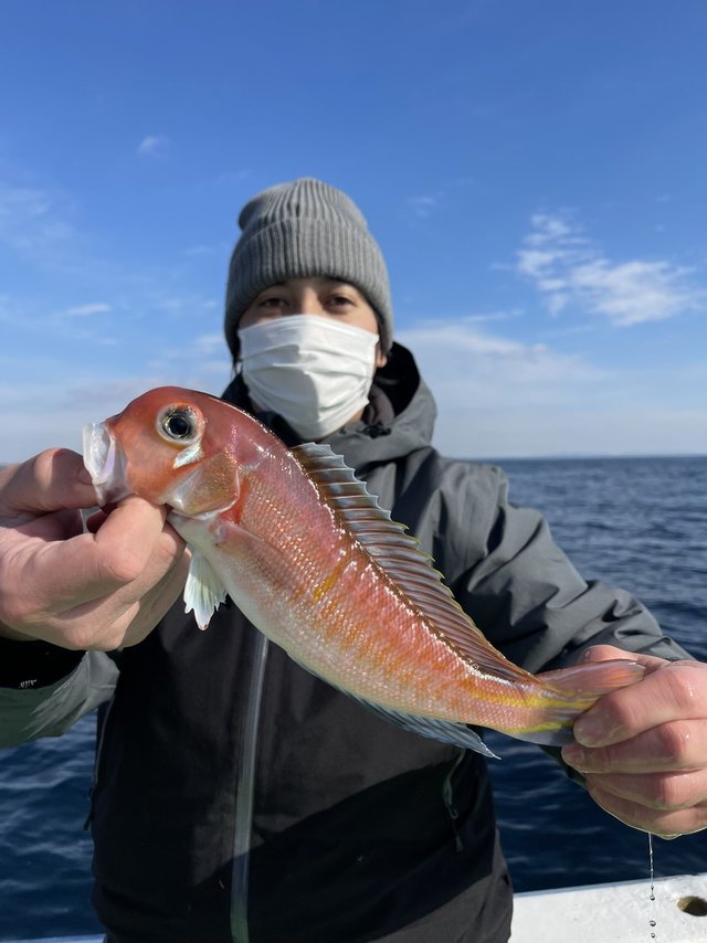 アマダイ(アカアマダイ)