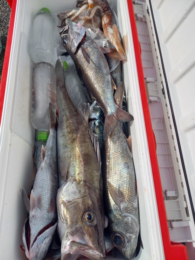 アラ・クロムツ