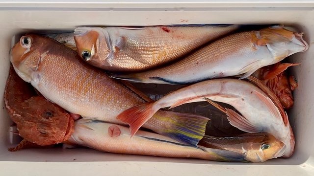 アマダイ(アカアマダイ)