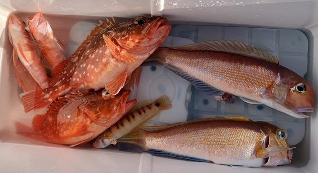 アマダイ(アカアマダイ)