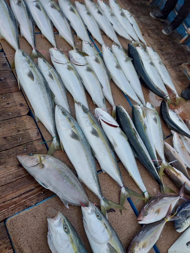 ヤズ(ブリ)・ヒラマサ・カンパチ