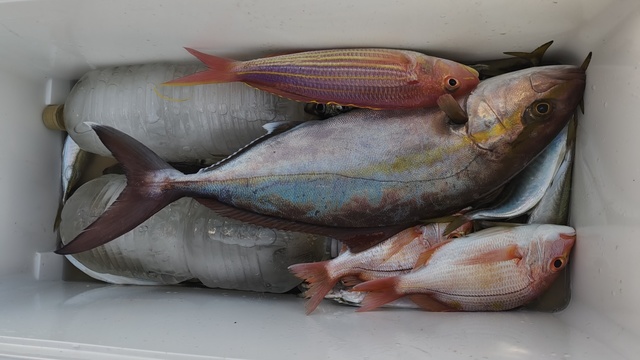 カンパチ・イトヨリ(イトヨリダイ)