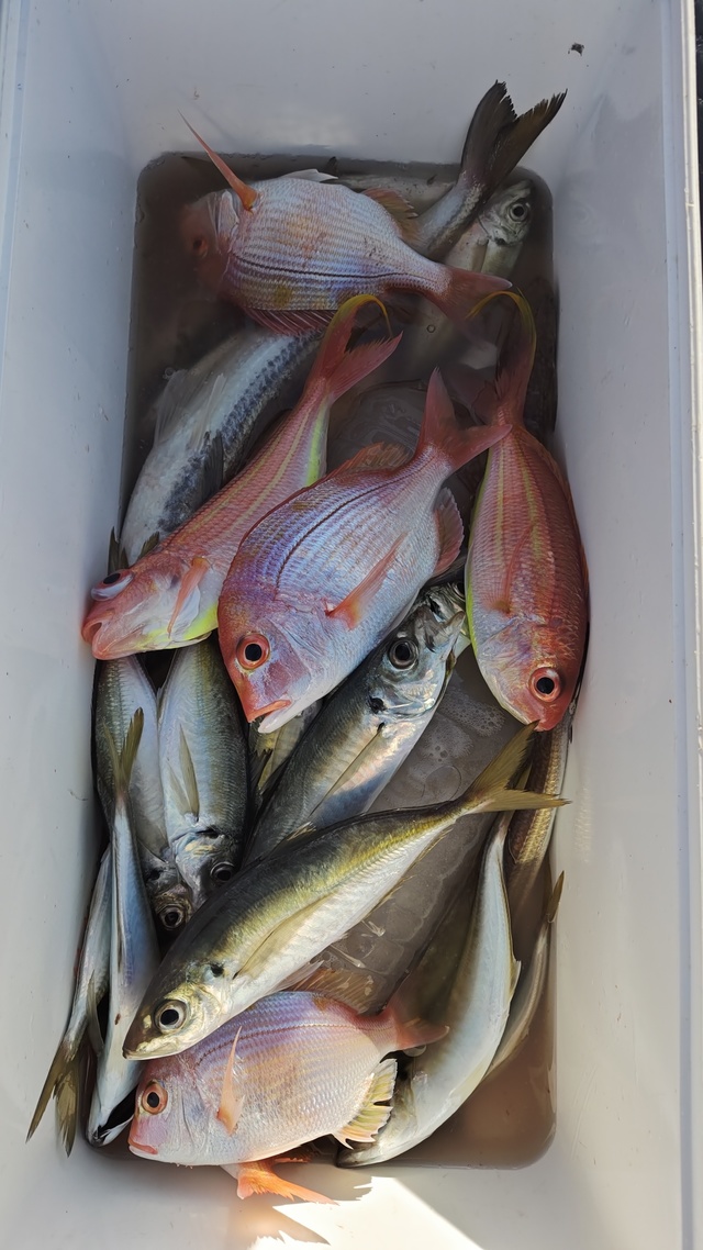 イトヨリ(イトヨリダイ)