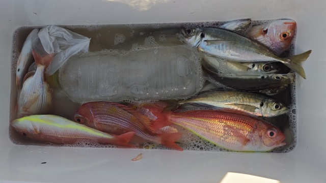 イトヨリ(イトヨリダイ)