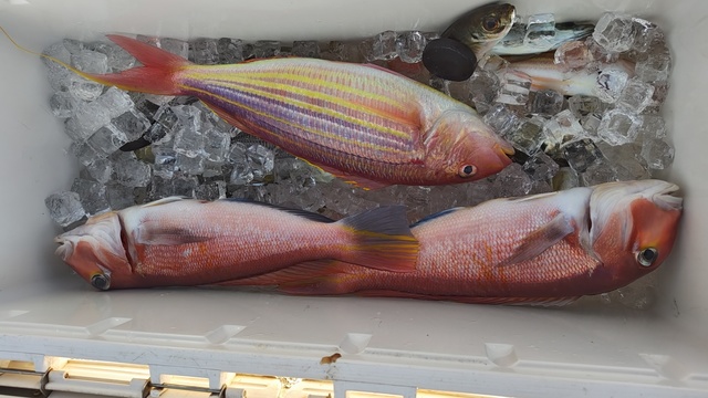 アマダイ(アカアマダイ)・イトヨリ(イトヨリダイ)