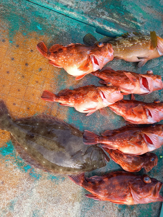 ガシラ(カサゴ)・ヒラメ