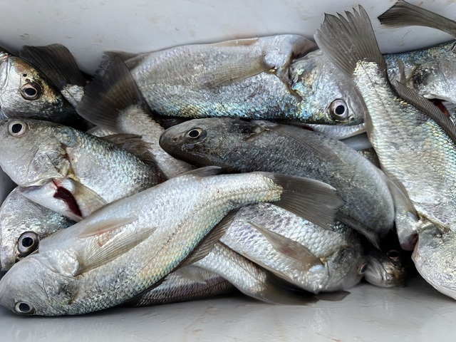 イシモチ(シログチ)