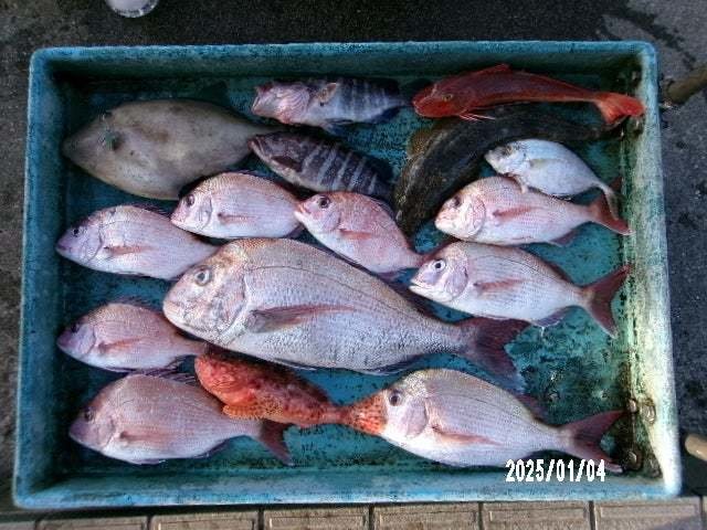 マダイ・マハタ・オニカサゴ・ホウボウ・ウマヅラ(ウマヅラハギ)