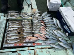 マダイ・マアジ・ハマチ(ブリ)