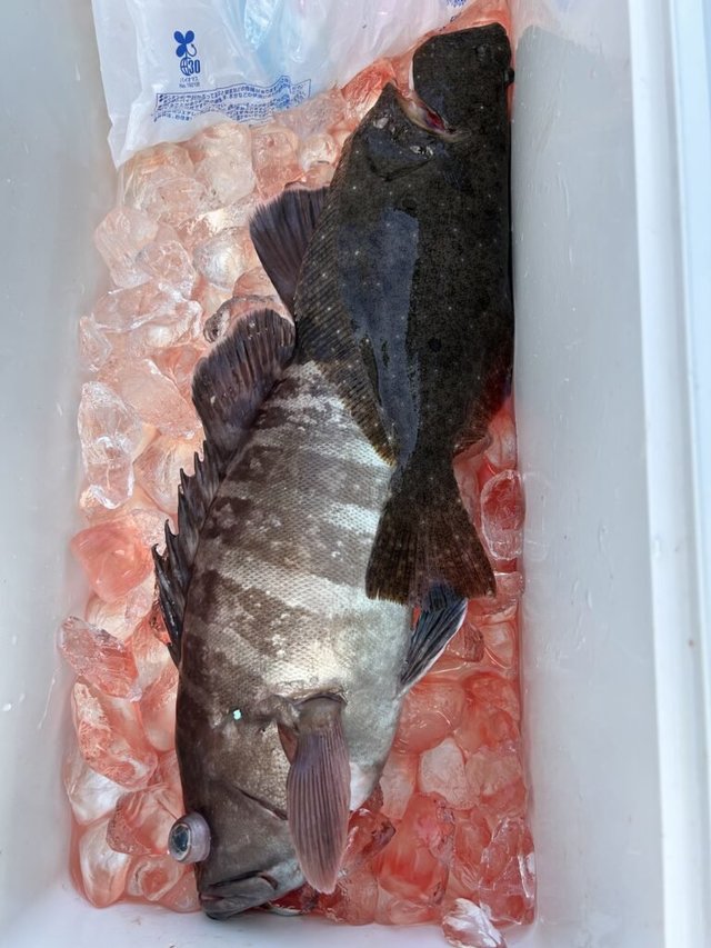 マハタ・ヒラメ