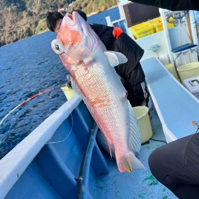 アマダイ(アカアマダイ)