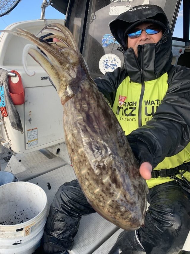 モンゴウ(カミナリイカ)