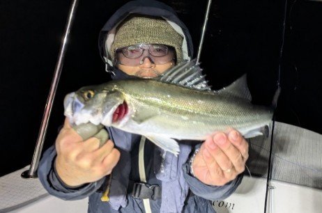 シーバス(スズキ)