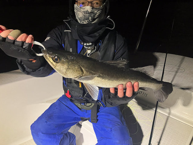 シーバス(スズキ)