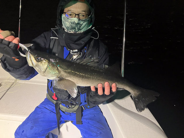 シーバス(スズキ)