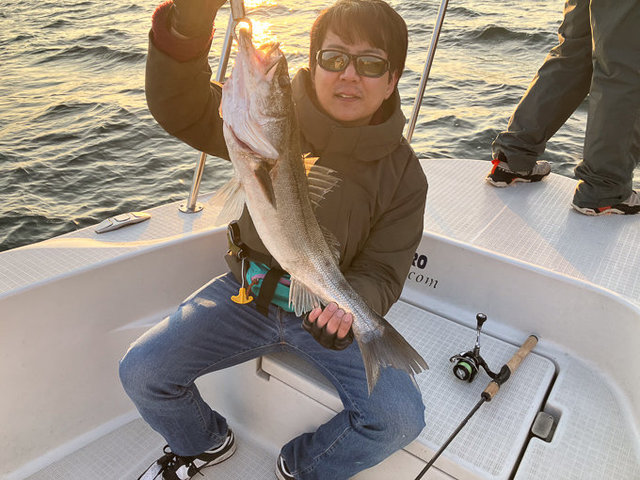 シーバス(スズキ)