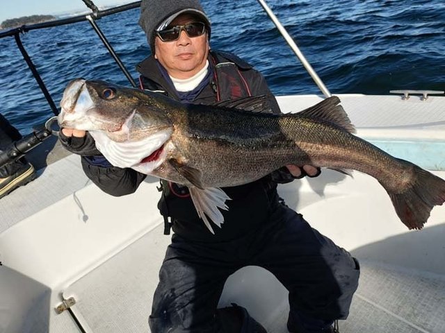 シーバス(スズキ)