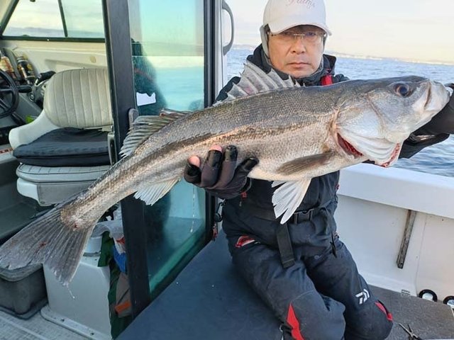 シーバス(スズキ)