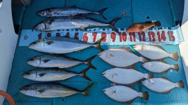 アズキマス(キジハタ)・ブリ・ワラサ(ブリ)・サワラ・ヒラメ