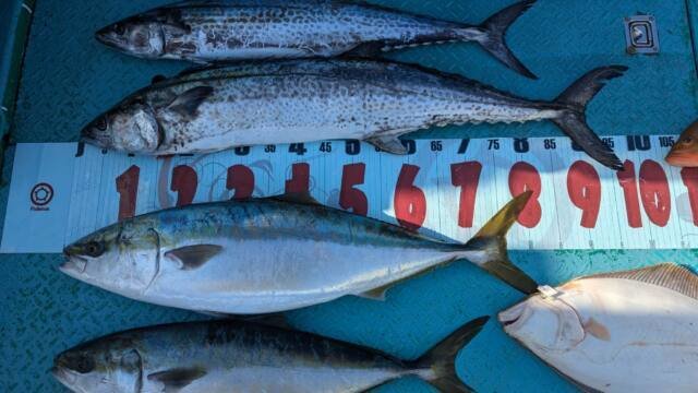 ブリ・サワラ・ヒラメ