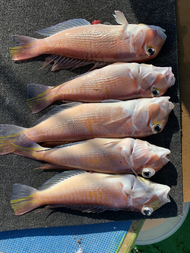 アマダイ(アカアマダイ)