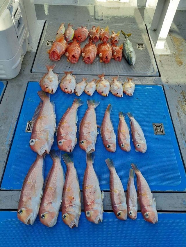 アマダイ(アカアマダイ)