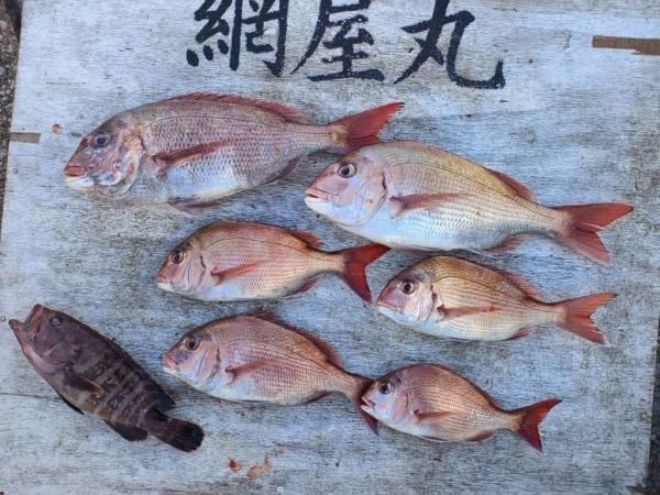 マダイ・ハタ(マハタ)