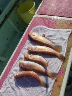 アマダイ(アカアマダイ)