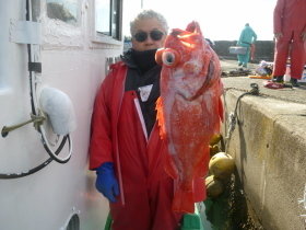 ベニアコウ(オオサガ)