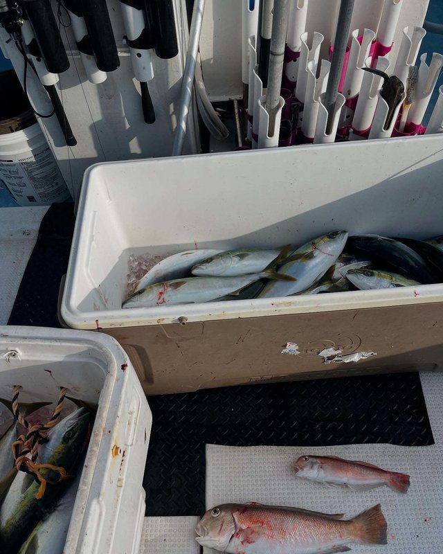 ツバス(ブリ)・アマダイ(アカアマダイ)