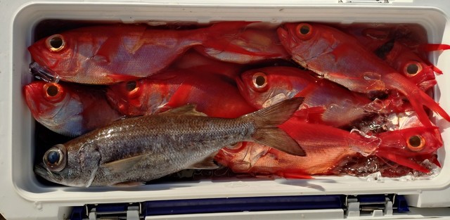 クロムツ・キンメ(キンメダイ)