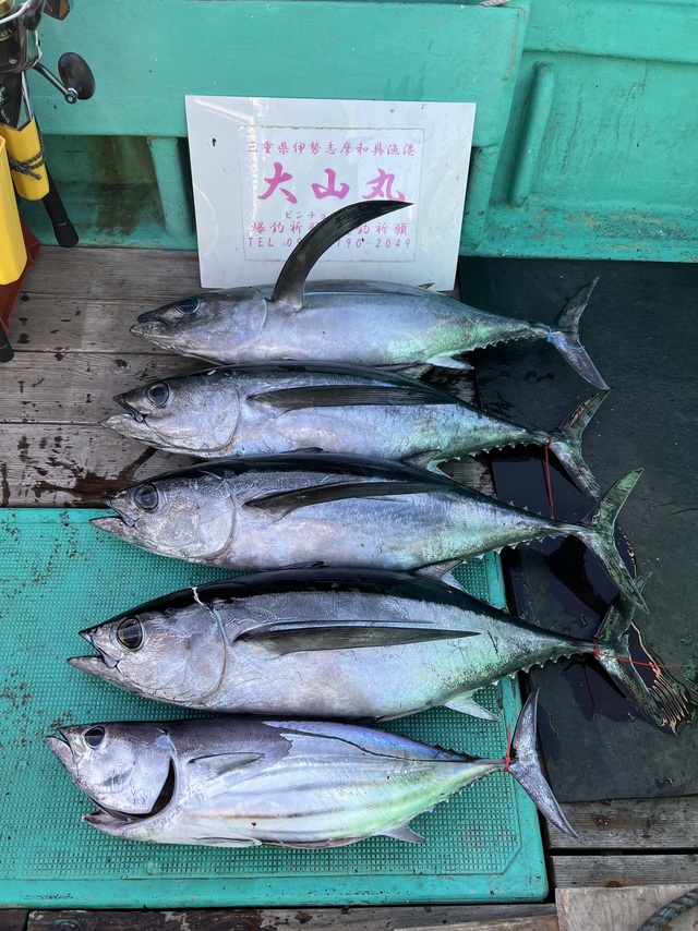 ビンチョウマグロ(ビンナガ)・カツオ